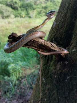 Leptophis coeruleodorsus Oliver 1942的圖片