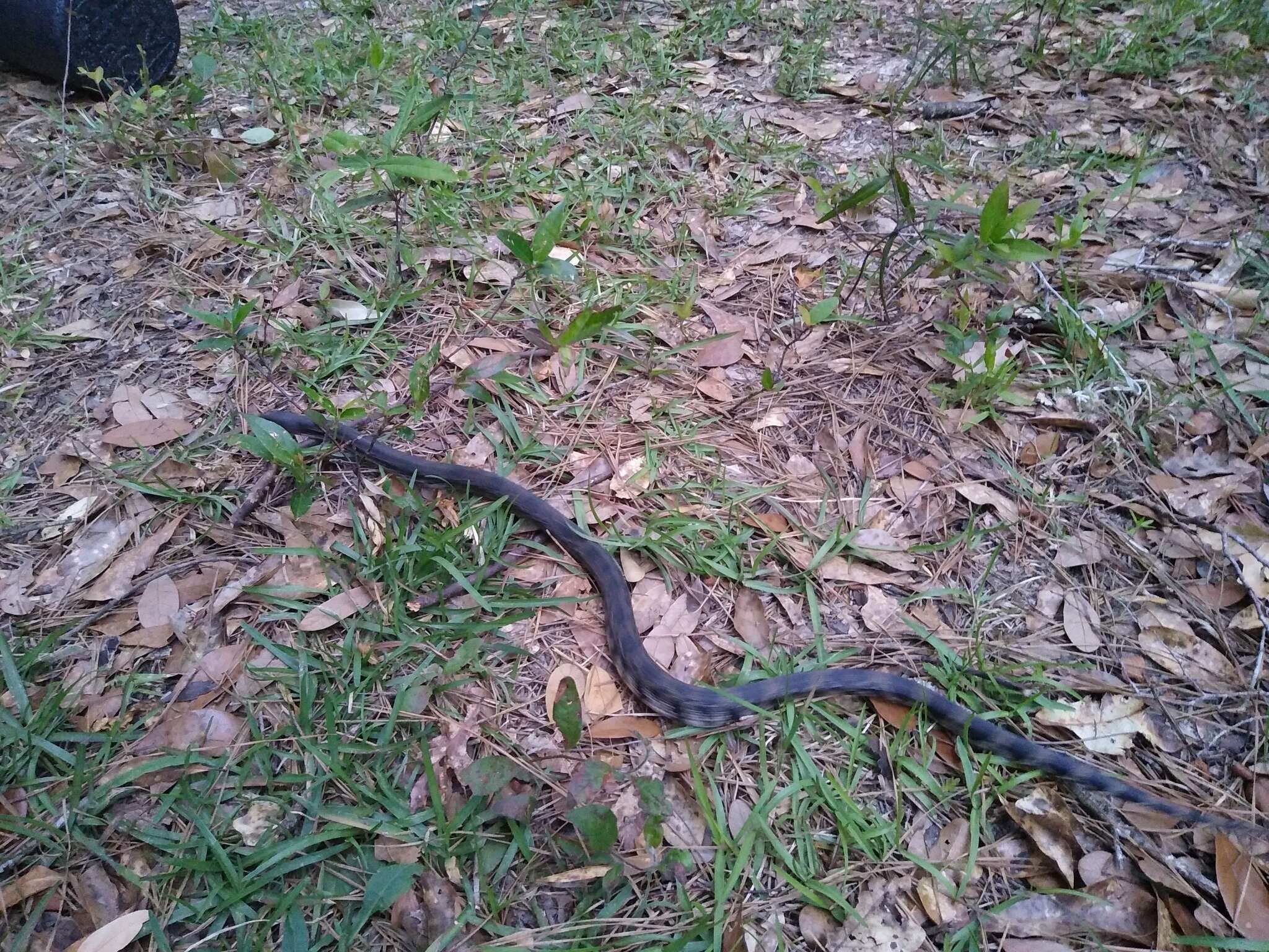 Image of Black pine snake