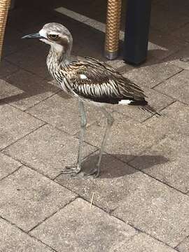 Image of Bush Stone-curlew