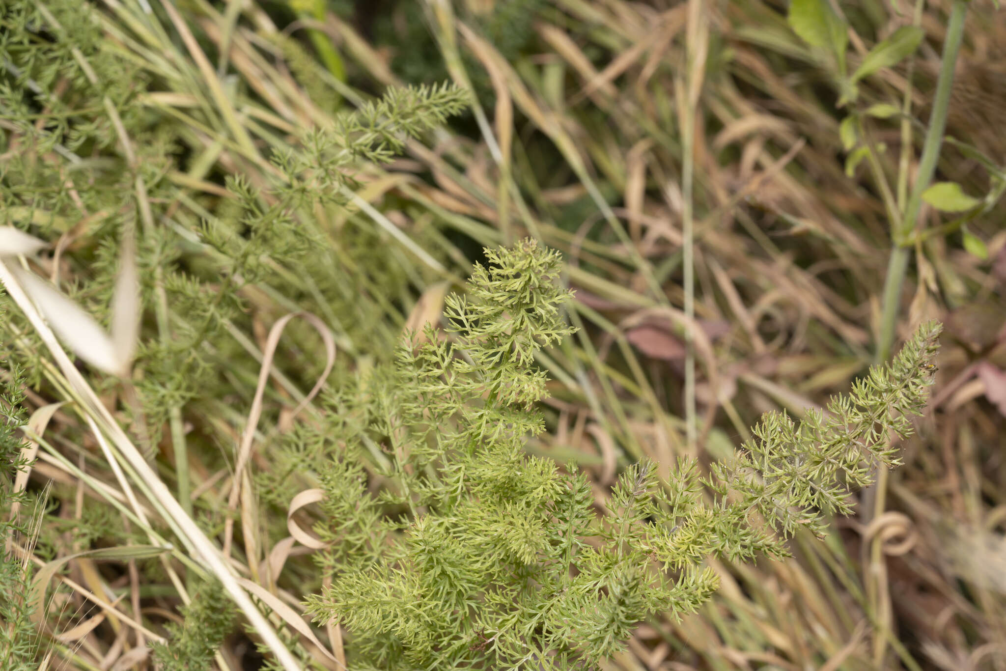 Image of Thapsia asclepium L.