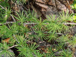 Image of Larix gmelinii var. gmelinii