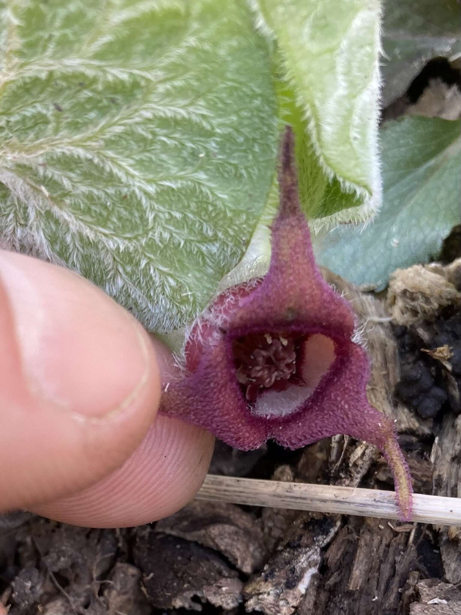 Image of Asarum canadense var. canadense