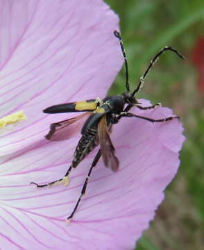 Image of Typocerus lunulatus (Swederus 1787)