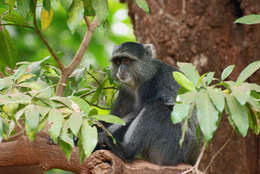 Image of blue monkey