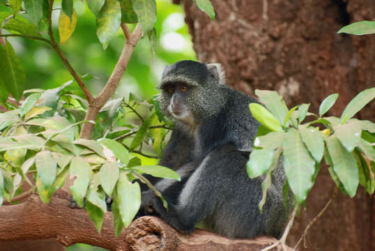 Image of blue monkey