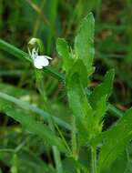 Image of Justicia anagalloides (Nees) T. Anders.