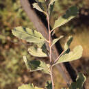 صورة Grevillea miniata W. V. Fitzg.