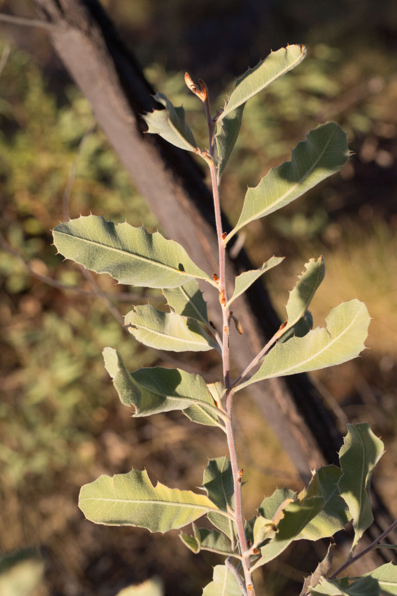 صورة Grevillea miniata W. V. Fitzg.