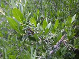 Forestiera pubescens var. pubescens resmi