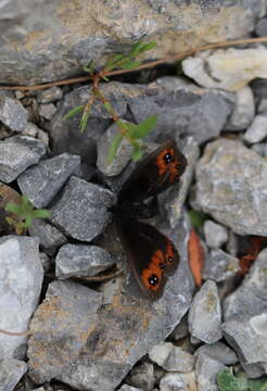 Image of Piedmont Ringlet