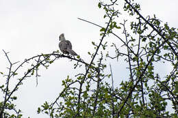 Image of Bare-faced Go-away Bird