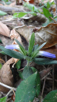 Cynarospermum asperrimum (Nees) K. Vollesen resmi