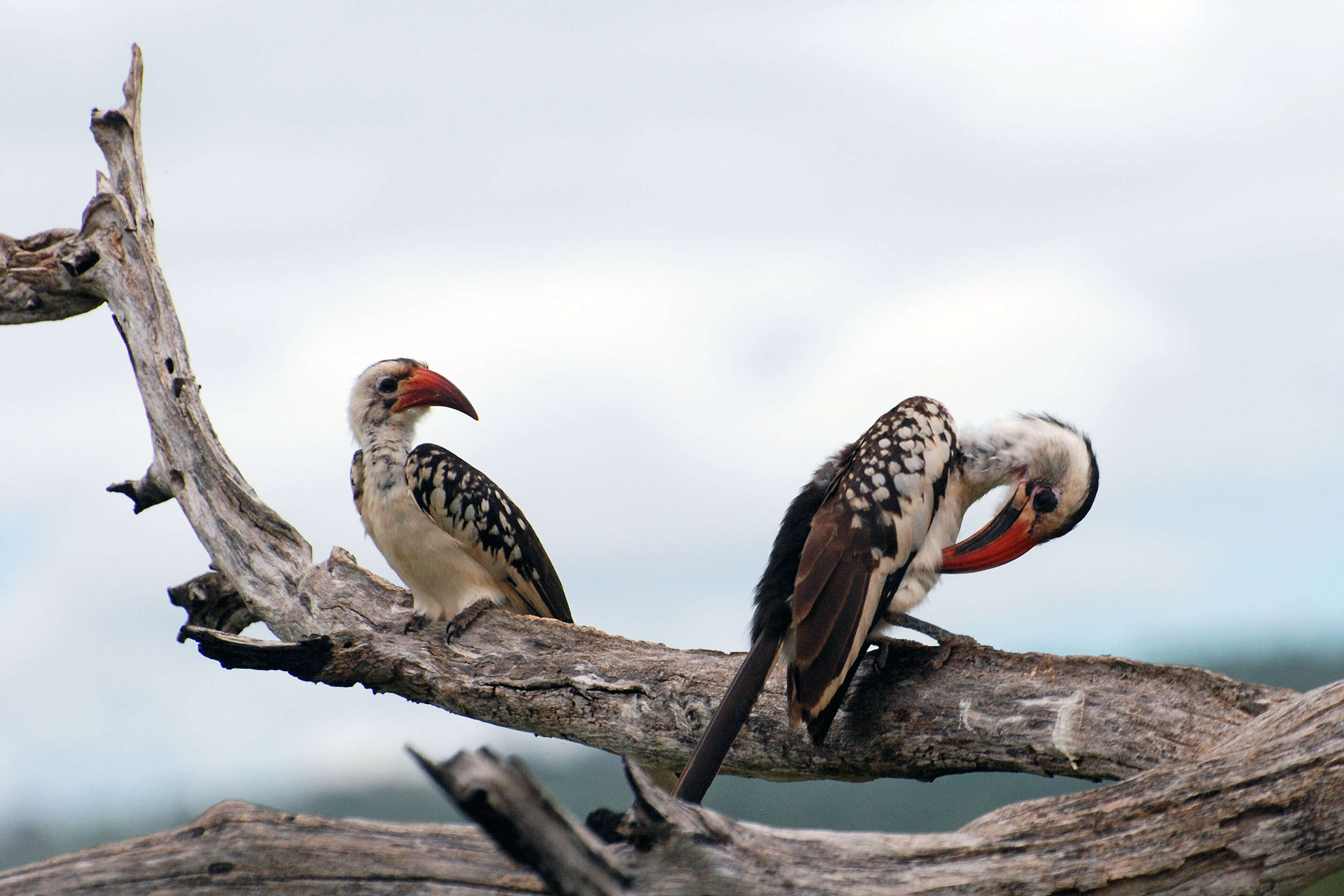 Image of Northern Red-billed Hornbill