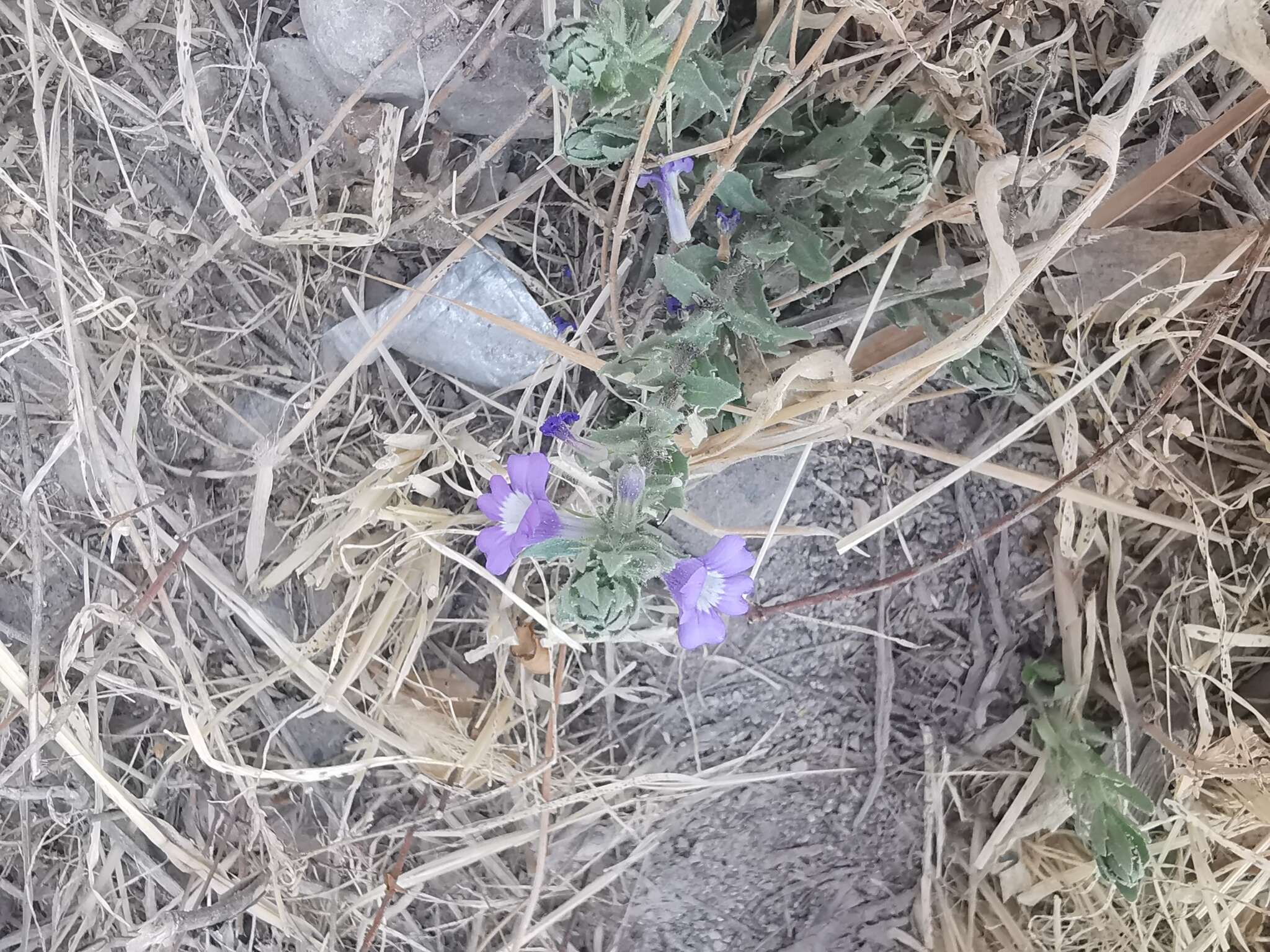 Plancia ëd Stemodia bartsioides Benth.