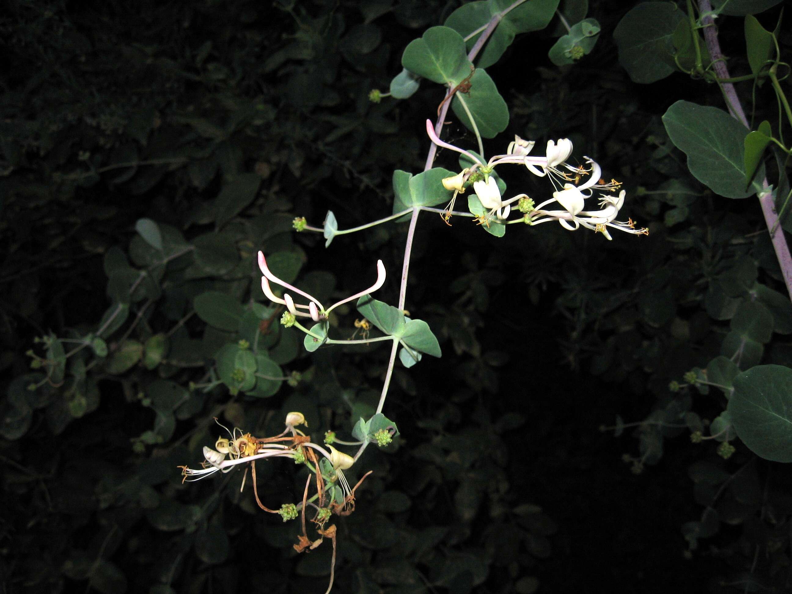 Image of Etruscan honeysuckle