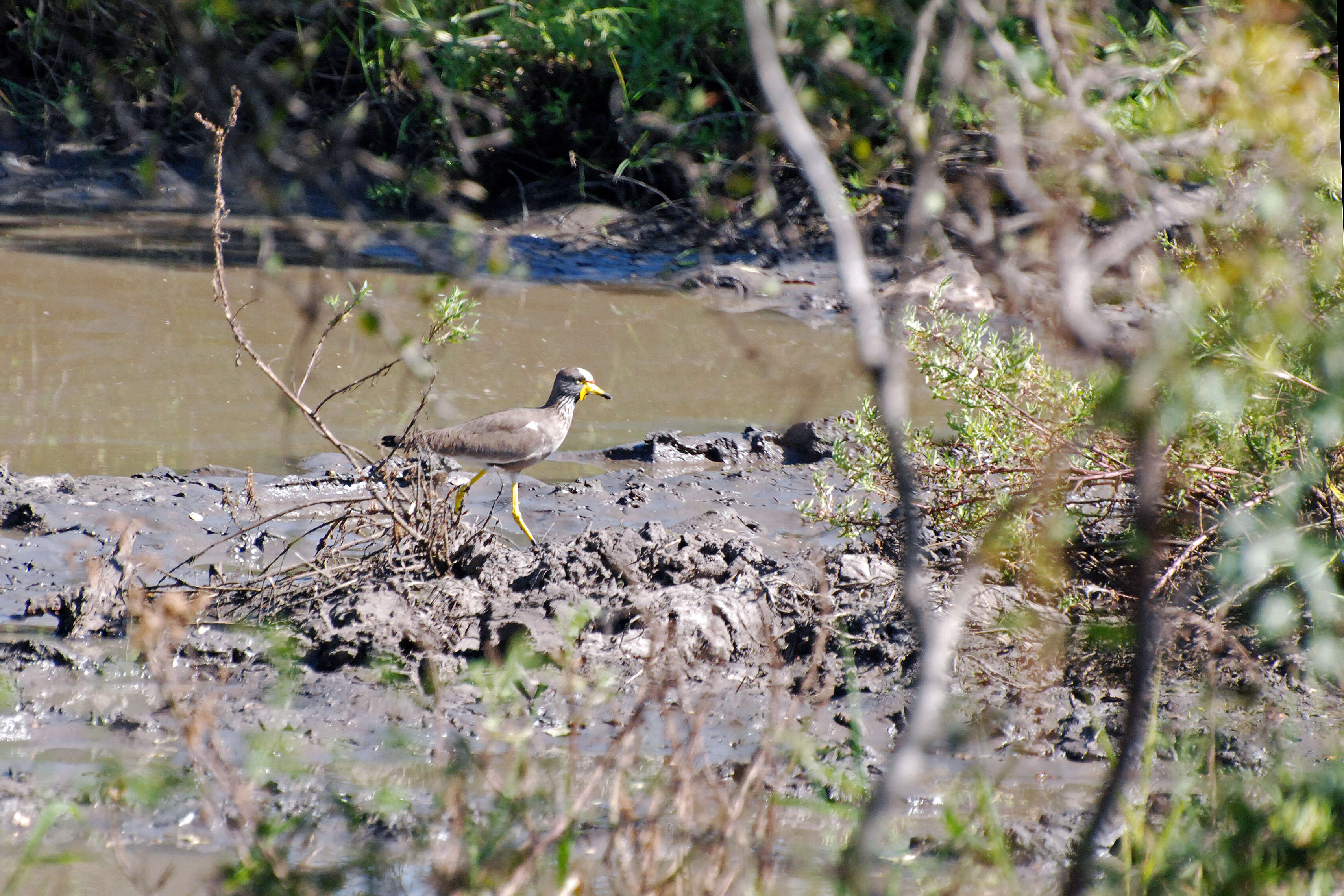 Image of African Wattled Lapwing