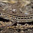 Image de Acanthodactylus lineomaculatus Duméril & Bibron 1839