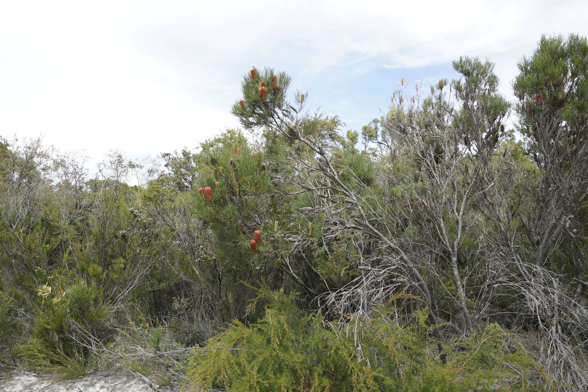 Image of Banksia occidentalis R. Br.