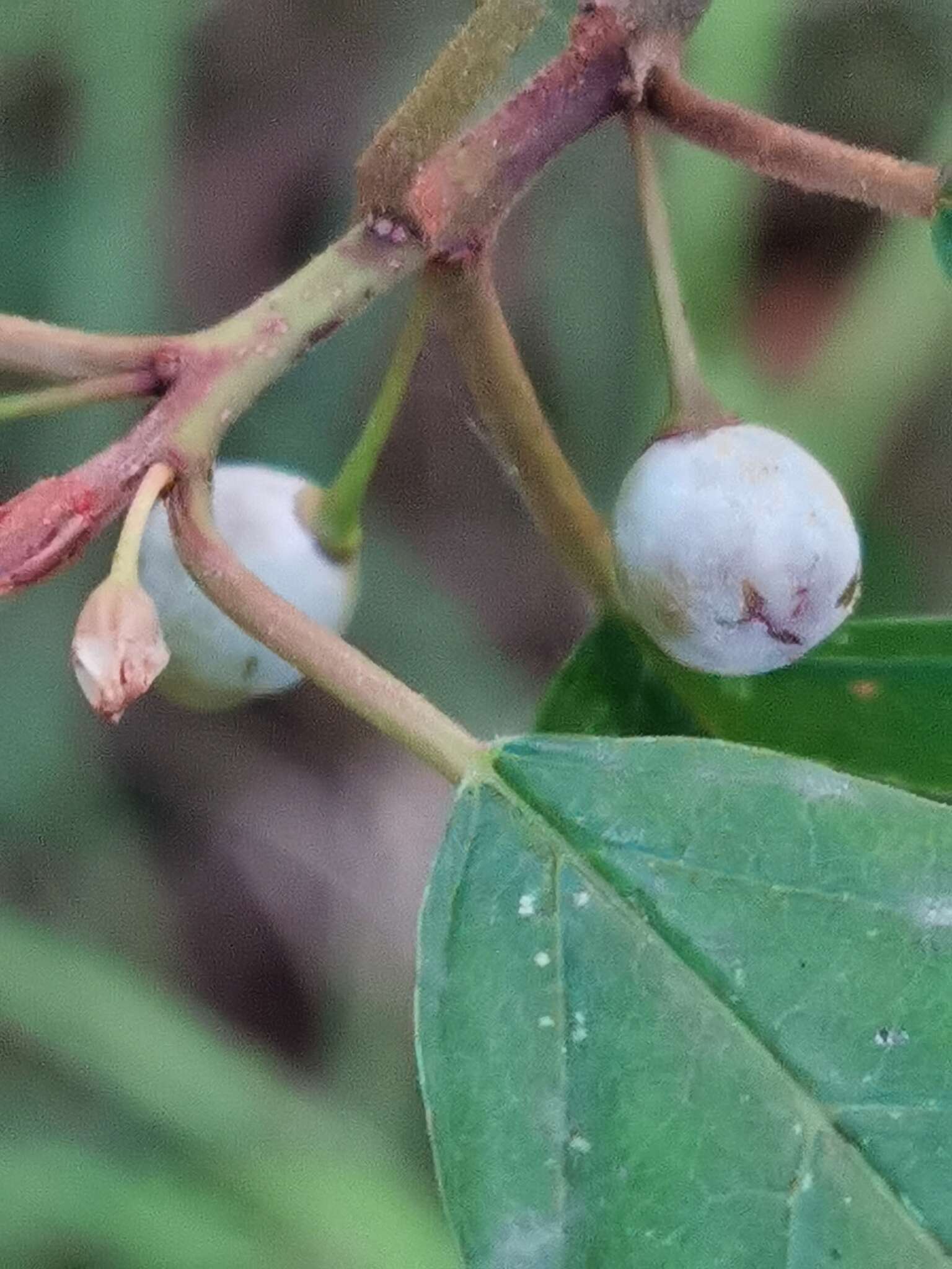 Microsphaera divaricata (Wallr.) Sacc. 1882的圖片