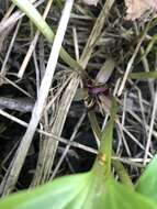 Image of Idaho trillium