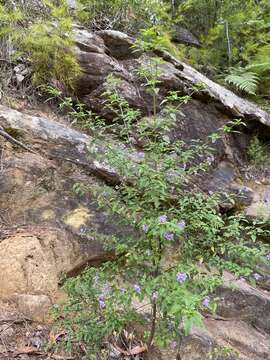 Prostanthera lanceolata Domin resmi