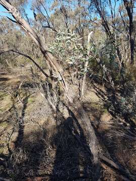 صورة Eucalyptus polybractea F. Müll. ex R. T. Baker