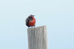 Image of Long-tailed Meadowlark