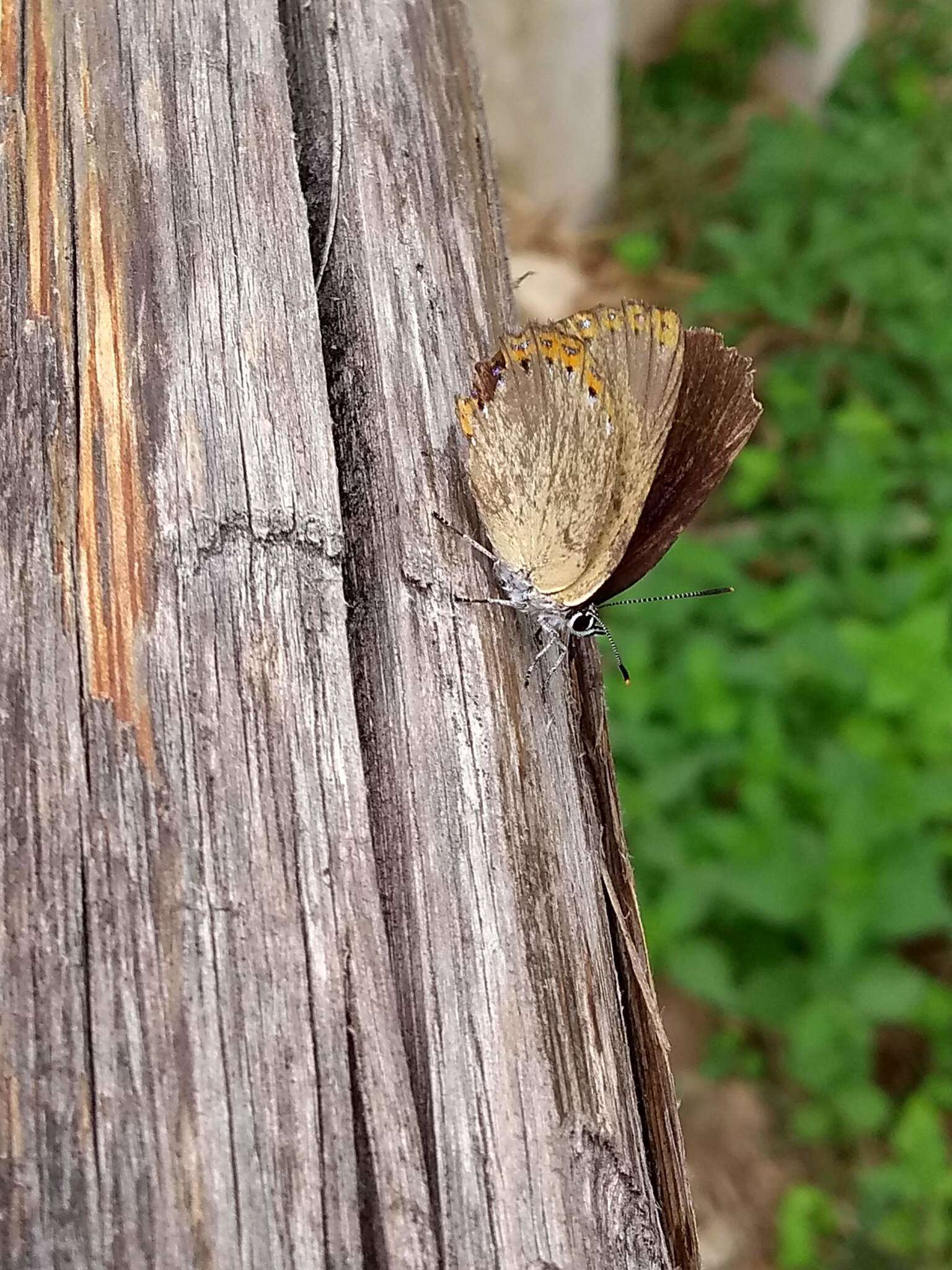 Image of Spanish Purple Hairstreak