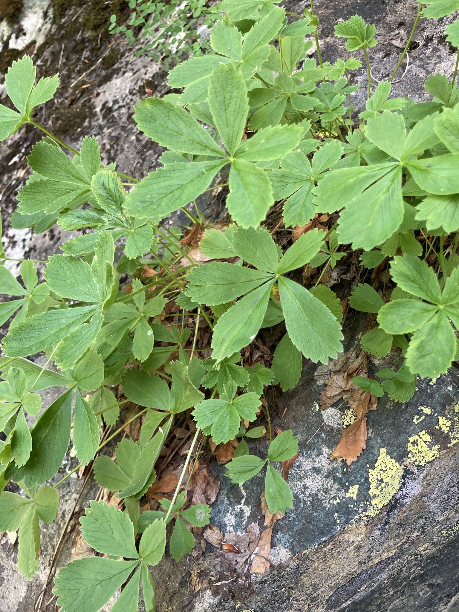 Image of Potentilla brachypetala Fisch. & Mey. ex Lehm.