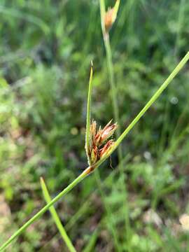 Image of Fringed Nut-Rush