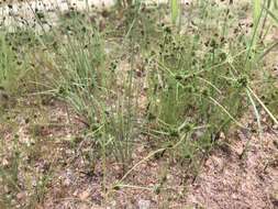 Imagem de Cyperus hystricoides (B. Nord.) Bauters