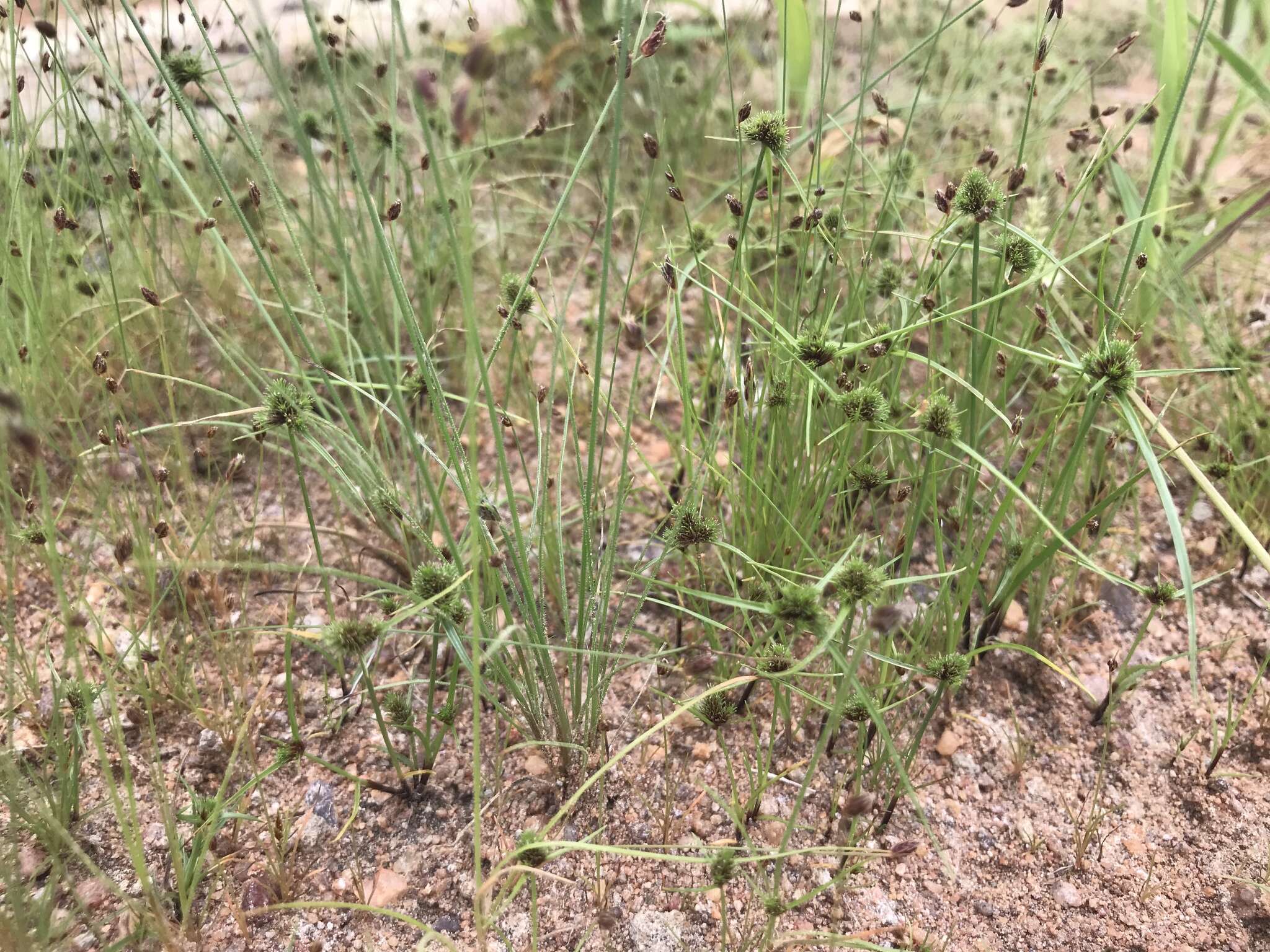 Imagem de Cyperus hystricoides (B. Nord.) Bauters