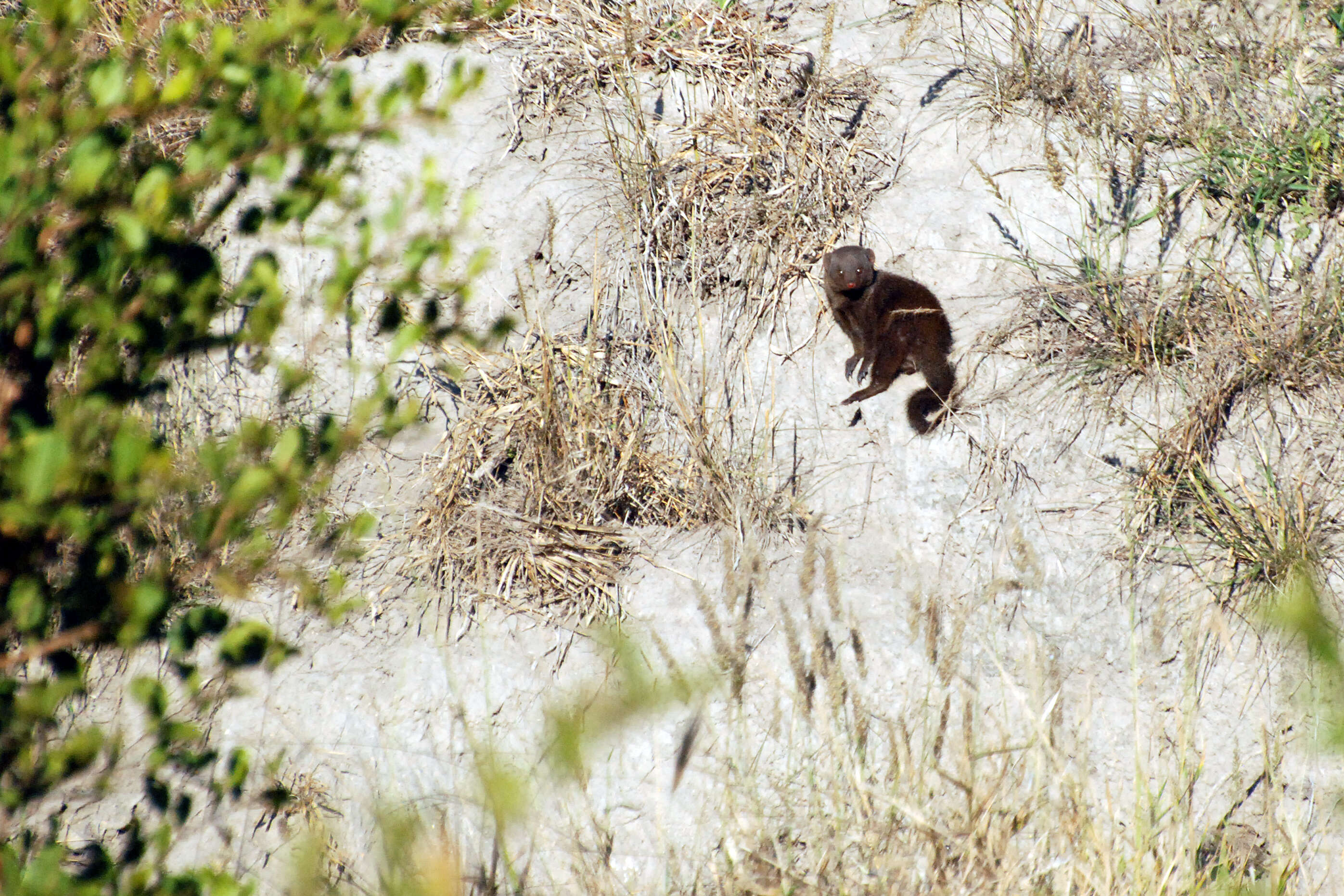 Image of Dwarf mongooses