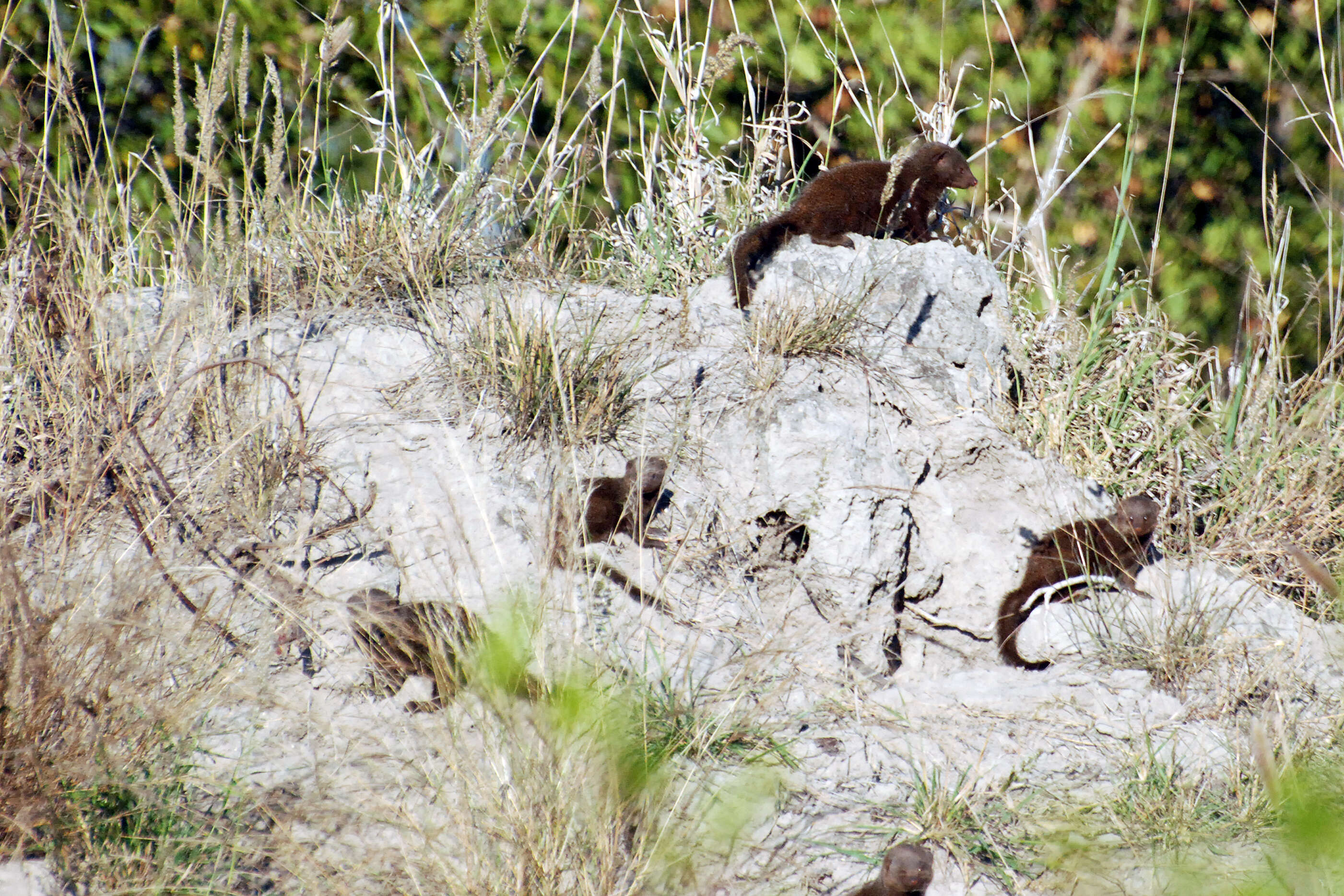 Image of Dwarf mongooses