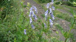 Aconitum volubile var. pubescens Regel的圖片