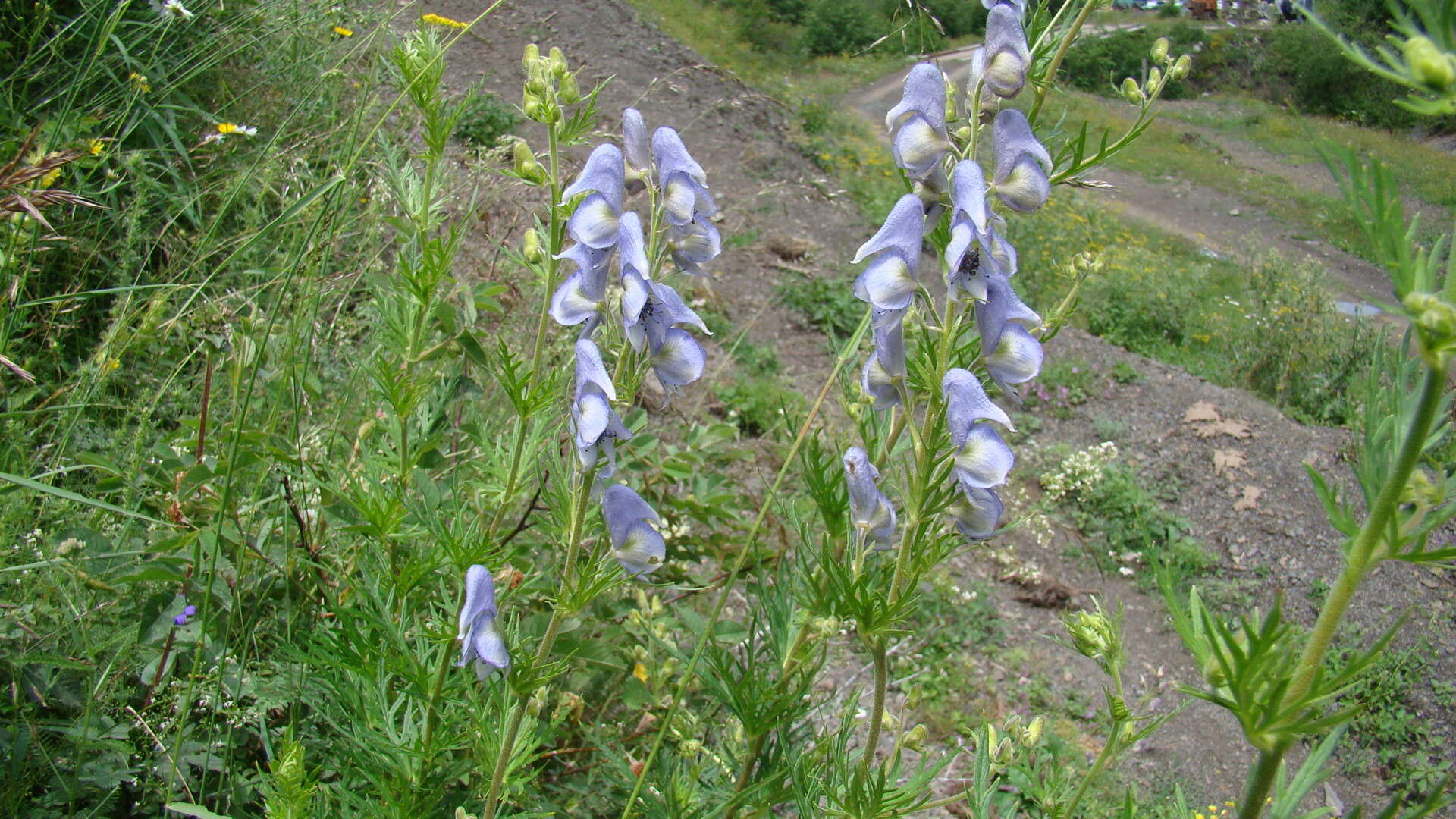 Image of Aconitum volubile var. pubescens Regel