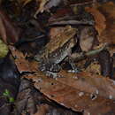 Image of Indian toad