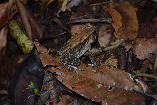 Duttaphrynus parietalis (Boulenger 1882) resmi