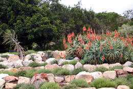 Image of candelabra aloe