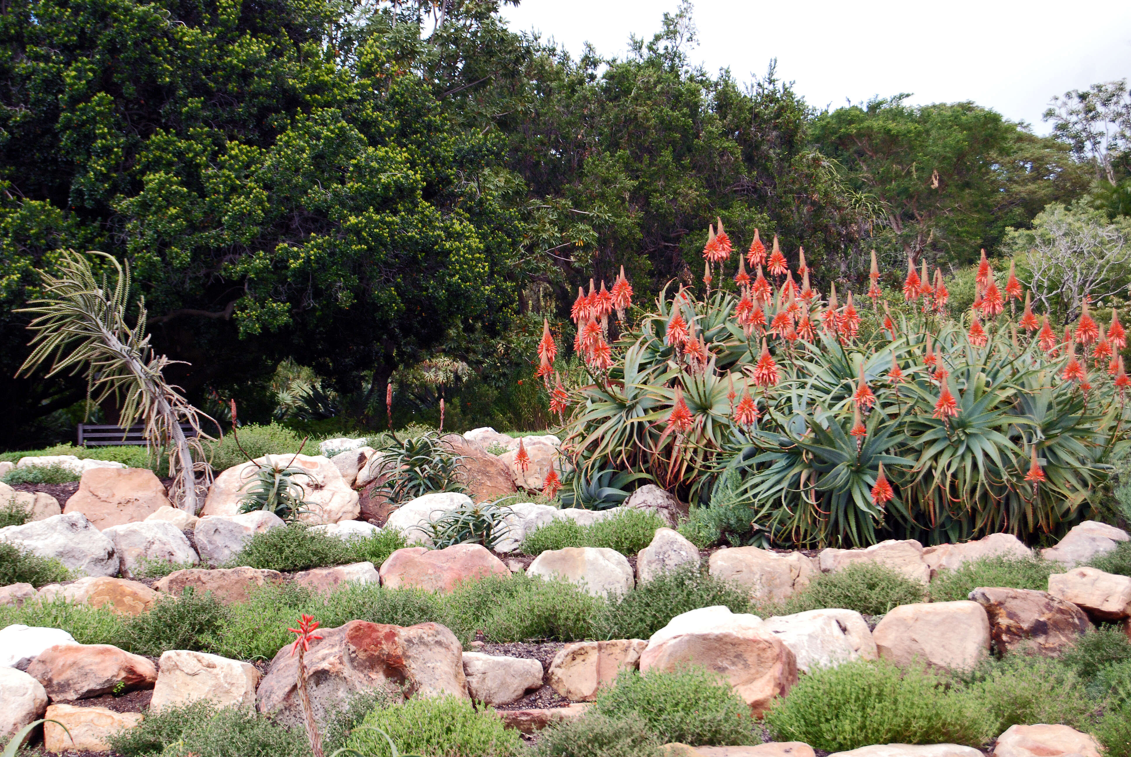 Image of candelabra aloe