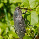 Chalcophorella stigmatica (Schönherr 1817) resmi