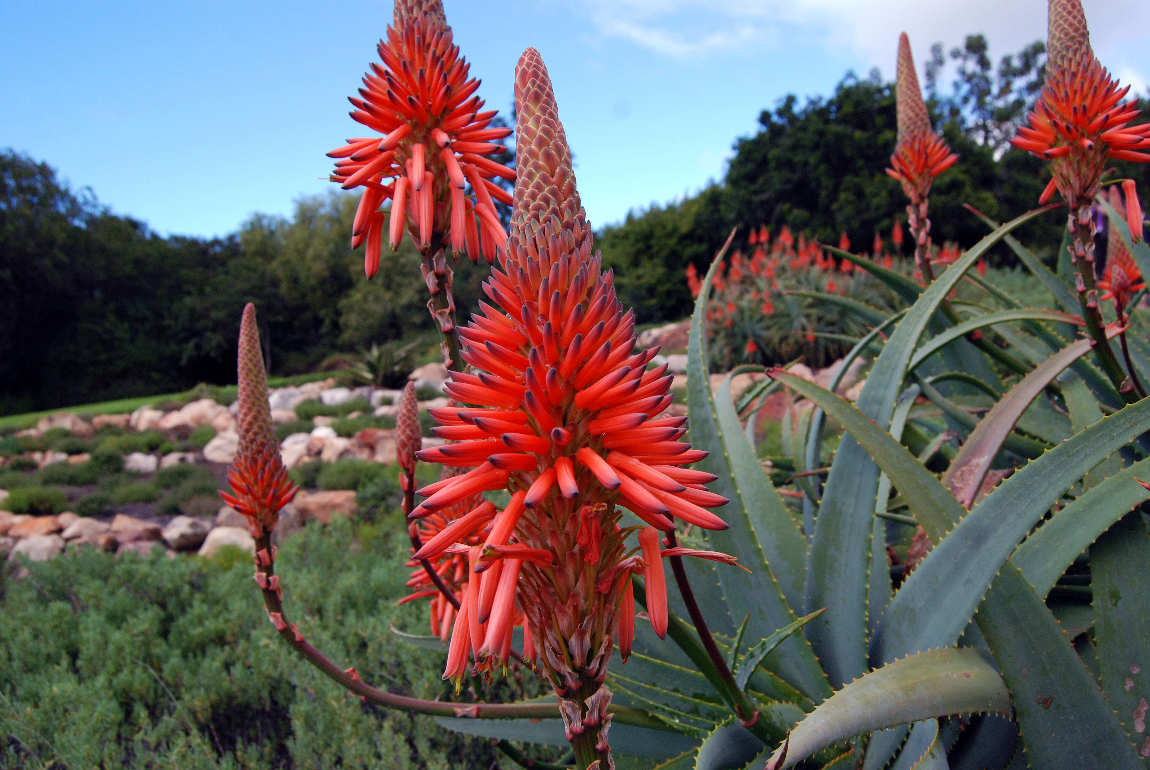 Image of candelabra aloe
