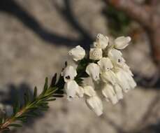 Image of Erica calcareophila E. G. H. Oliver