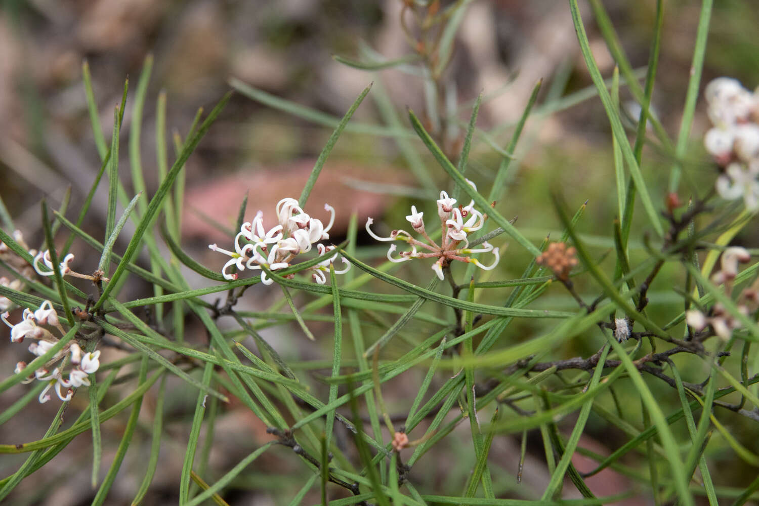 Image of Grevillea micrantha Meissn.