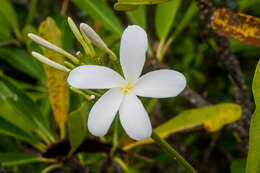 Image of Plumeria tuberculata Lodd.