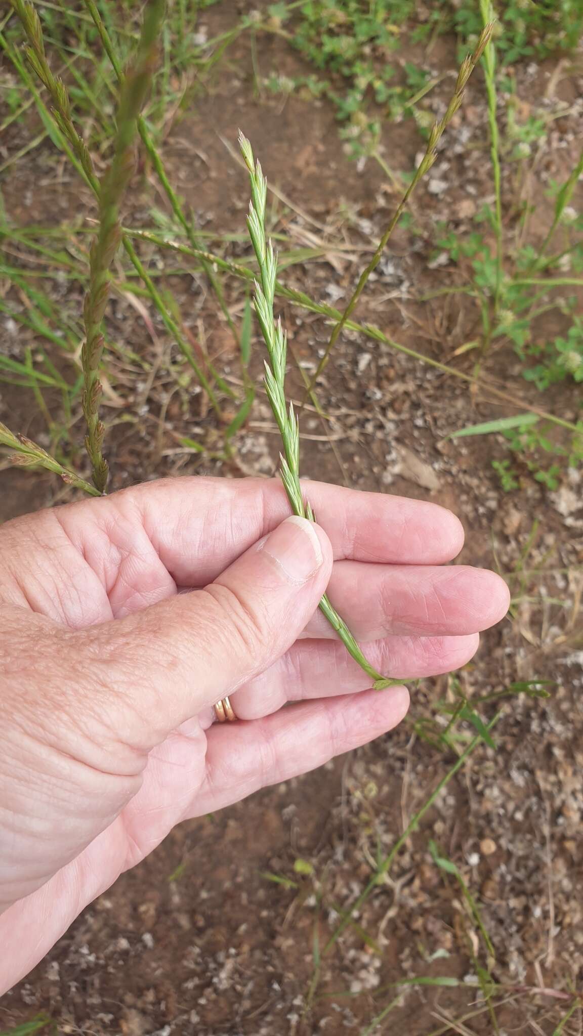 Imagem de Lolium rigidum Gaudin