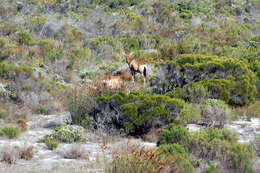 Image of Alcelaphus buselaphus caama