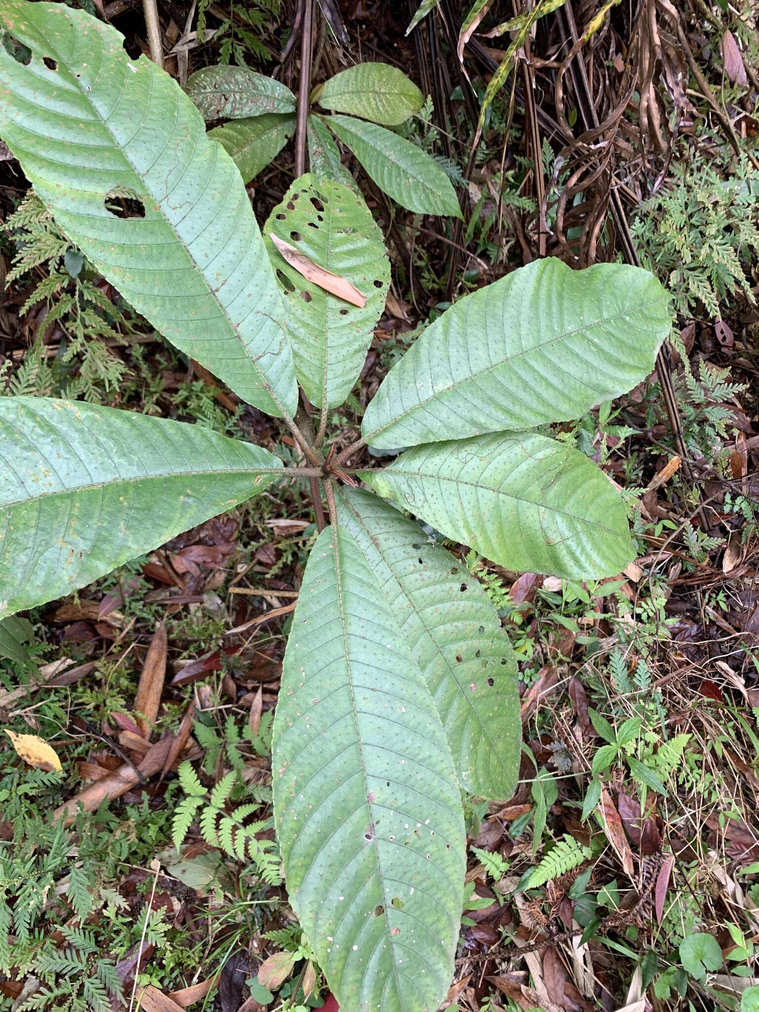 Image de Saurauia tristyla DC.