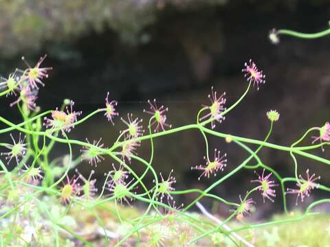 Image of Drosera pallida Lindl.