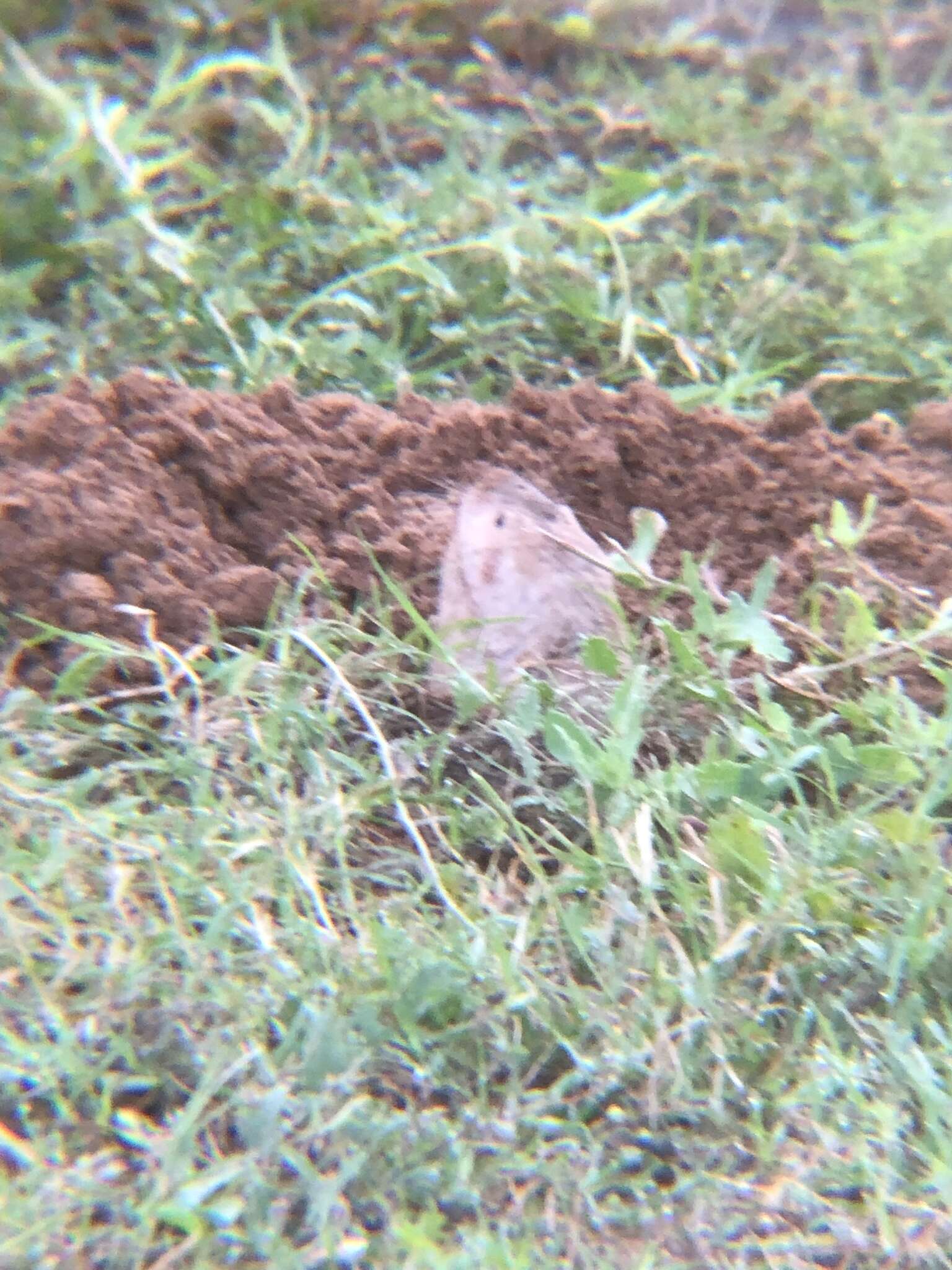 Image of Texas Pocket Gopher